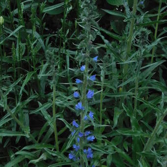 Echium plantagineum 'Blue Bedder'