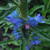 Echium plantagineum 'Blue Bedder'