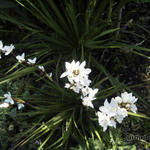 Libertia grandiflora - Neuseelandiris