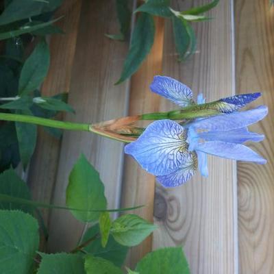 Iris sibirica 'Perry's Blue' - Iris sibirica 'Perry's Blue'