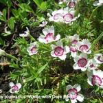 Dianthus plumarius 'White with Dark Red Eye' - 