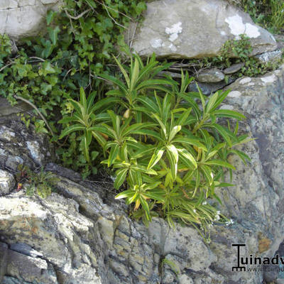 Euphorbia mellifera - 