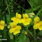 Mimulus luteus - Gelbe Gauklerblume