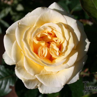 Rosa 'Breathtaking'  - 