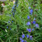 Echium plantagineum 'Blue Bedder' - Echium plantagineum 'Blue Bedder' - 