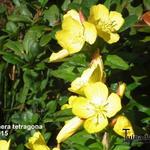 Oenothera tetragona - 