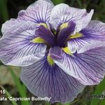 Iris ensata 'Caprician Butterfly' - Iris ensata 'Caprician Butterfly' - 