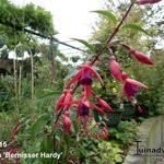 Fuchsia 'Bernisser Hardy' - 