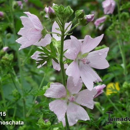 Malva moschata - Mauve musquée - plantes vivaces - Acheter des plantes en  ligne | Matelma.com
