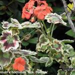 Pelargonium x hortorum 'Mrs. Pollock' - 