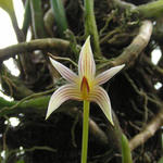 Bulbophyllum affine - 