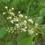 Prunus serotina - 