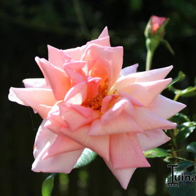 Rosa 'Smooth Lady' - 