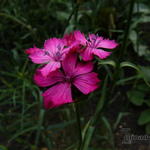Dianthus cruentus - Blut-Nelke