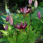 Lilium martagon 'Claude Shride' - 