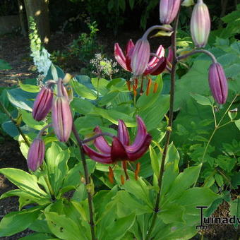 Lilium martagon 'Claude Shride'