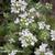 Thymus praecox 'Albiflorus'