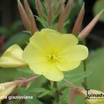 Oenothera glazioviana - 