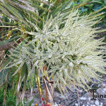 Cordyline australis - 
