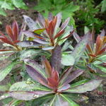 Euphorbia 'Blackbird' - Euphorbia 'Blackbird' - 