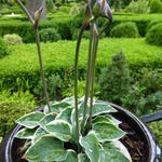 Hosta 'Country Mouse' - 