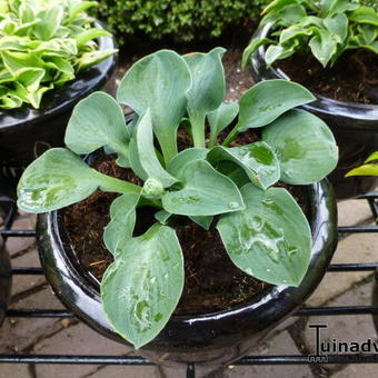 Hosta 'Cat and Mouse'