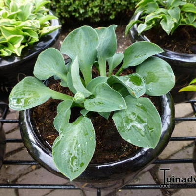 Hosta 'Cat and Mouse' - 