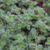 Thymus praecox arcticus 'Languinosus'