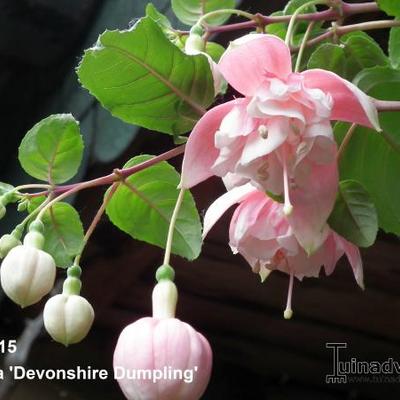 Fuchsia 'Devonshire Dumpling' - 
