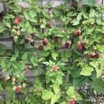 Rubus fruticosus 'Loch Ness' - 