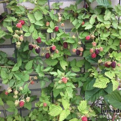 Rubus fruticosus 'Loch Ness' - Rubus fruticosus 'Loch Ness'