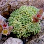 Rosularia serpentinica - 