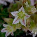 Rosularia libanotica - Rosularia sempervivum subsp. libanotica