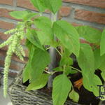 Amaranthus caudatus 'Green Cascade' - 