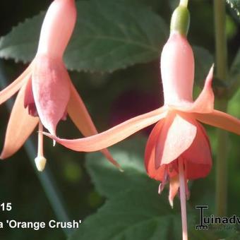 Fuchsia 'Orange Crush'