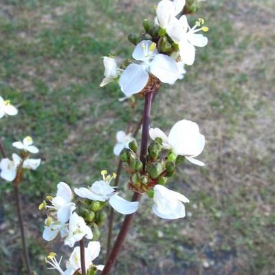 Neuseelandiris - Libertia grandiflora