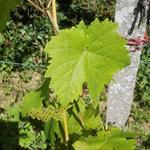 Vitis vinifera 'Dornfelder' - 