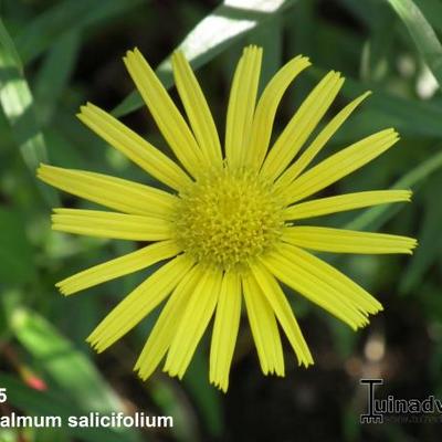 Ochsenauge - Buphthalmum salicifolium