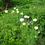 Eschscholzia californica 'Cream Swirl'  - 