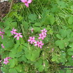 Oxalis articulata subsp. rubra - 
