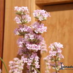 Lavandula angustifolia 'Felice Pink' - 