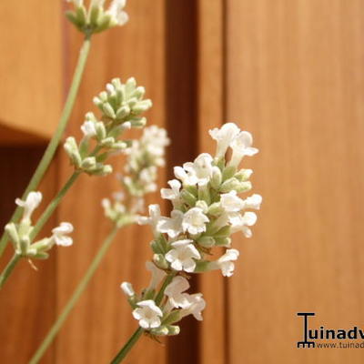 Lavandula angustifolia `Felice White` - 