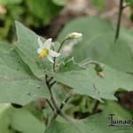 Solanum nigrum subsp. nigrum - 