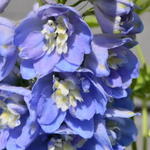 Delphinium 'MAGIC FOUNTAIN Sky Blue/White Bee' - 
