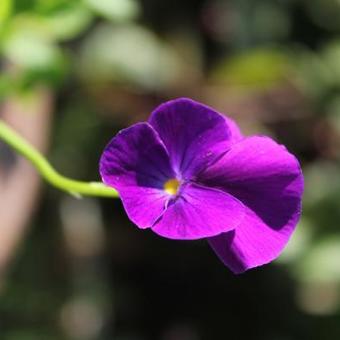 Viola cornuta 'Martin'