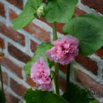 Alcea rosea 'Double Pink' - 