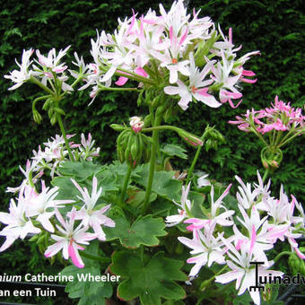 Pelargonium 'Catherine Wheeler' (Stellartype)
