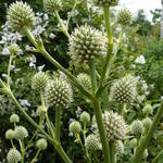 Eryngium pandanifolium - 