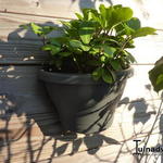 Helleborus niger ‘Verboom Beauty’ - Helleborus niger ‘Verboom Beauty’