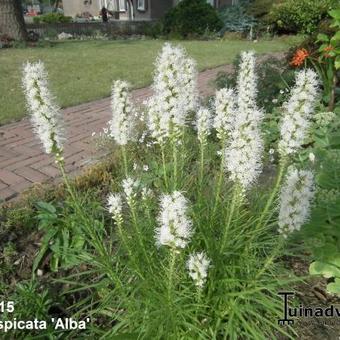 Liatris spicata 'Alba'